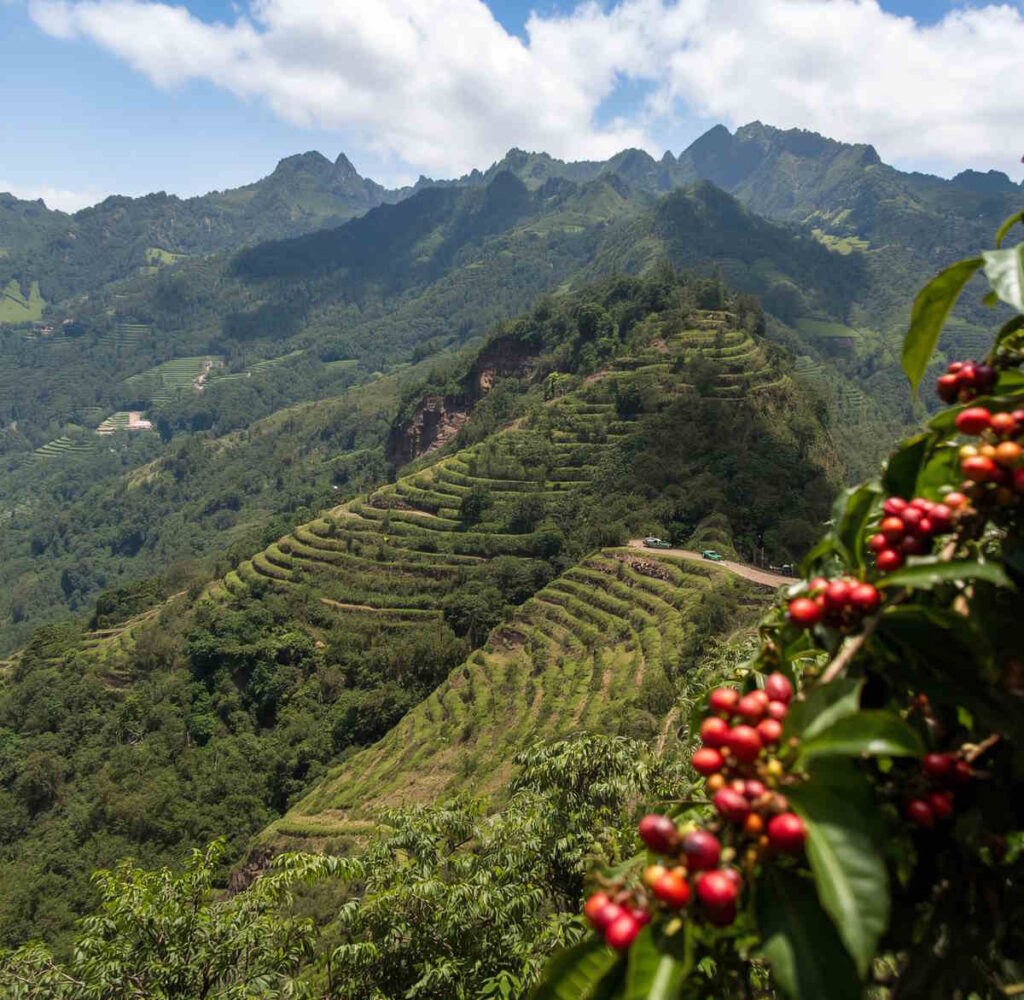 montagne con piantagioni caffè