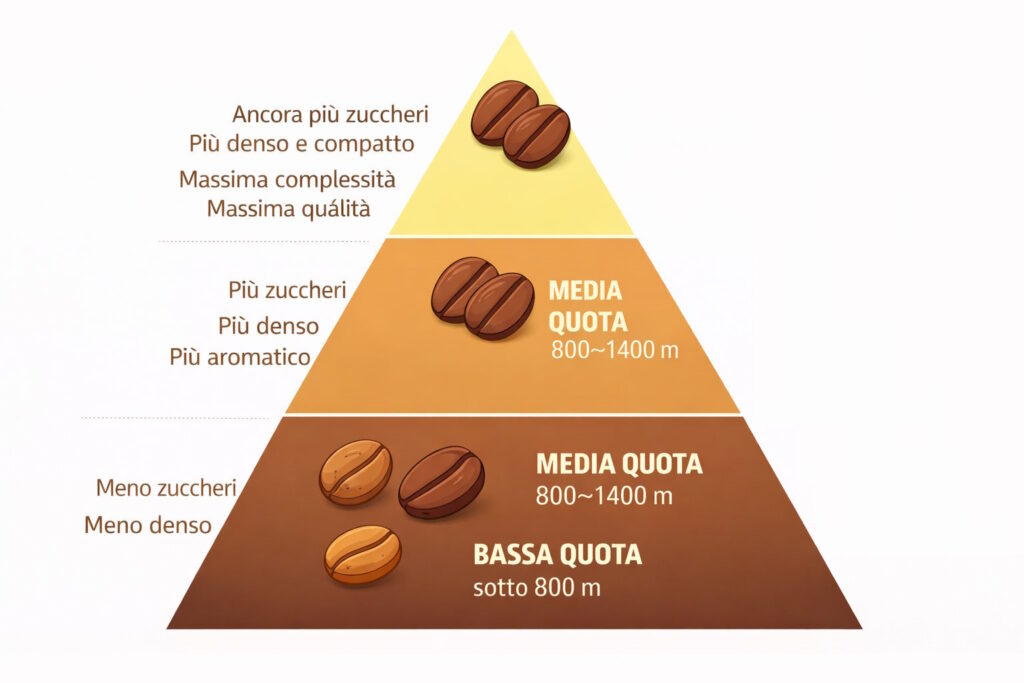 caratteristiche chicco in quota