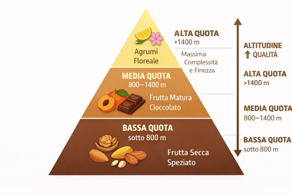 piramide sentori altitudine caffè